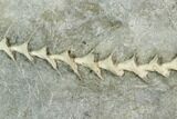 Archimedes Screw Bryozoan Fossil - Illinois #130231-1